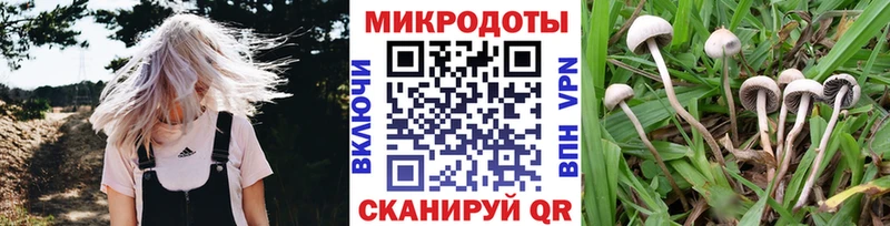 Псилоцибиновые грибы Psilocybine cubensis  Новосибирск 